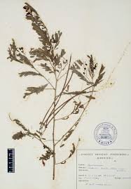 Image result for Sesbania sesban