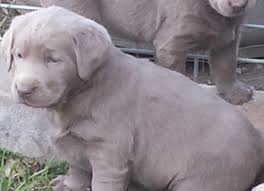 Rare purebred silver, chocolate and black lab puppies for sale in winkler, manitoba. Silver And Charcoal Labradors