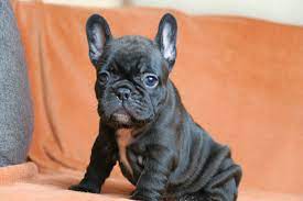 Our french bulldog puppies come with up to date shots, registration, microchip, & health. French Bulldog Ranch French Bulldog For Sale