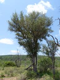 Image result for Androstachys