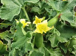 Image result for Cucumis prophetarum