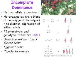 Four o'clocks are easy to grow from seed. Incomplete Dominance Neither Allele Is Dominant Ppt Download
