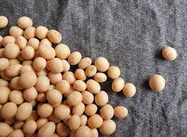Many other edible plants that humans never cultivated can be found, too. Can Dogs Eat Soybeans Is Soy Bad For Dogs