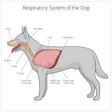Dog Breathing Fast Heavy Panting Shallow Breathing Causes