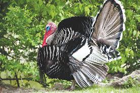 Perfect for raising your own bird to table, sustainable living. Choose The Right Turkey Breed For Your Farm Hobby Farms