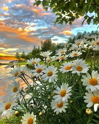 On Instagram Photo By Bestemammatil7 Flowers Flower Sunsets Instaflowers Pet Flowers Nature Nature Photography Beautiful Nature