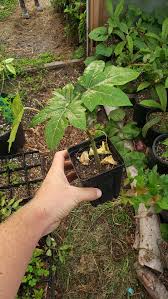 Image result for Vasconcellea pubescens