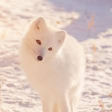 @ispazio, connected with me via @jim_gresham the following new ipad pro wallpapers make incredible lock or home screen images given their busy yet subdued subject. Winter Animal Fox White Flare Ipad Pro Wallpapers Free Download