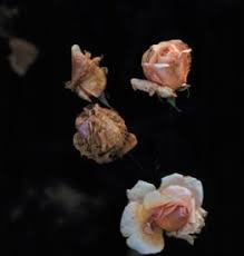 Gray mold (causal agent = botrytis cinerea) is one of the most common diseases affecting bedding plants. Gray Mold Botrytis Blight Wisconsin Horticulture