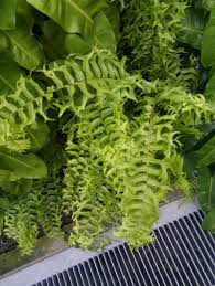 Image result for Oleandraceae