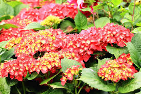Following just a few simple growing tips for hydrangea will produce healthy hydrangeas can live for many years without ever needing to be pruned, but if your shrubs grow out of. Red Hydrangea Diy