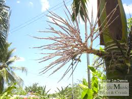 We did not find results for: Palm Tree Seeds And Fruit