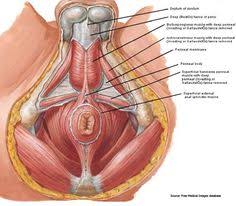 The hip's essential muscles are the sartorius, rectus femoris, gluteus minimus and medius, iliopsoas, adductors, and hamstrings. 14 Learn Your Anatomy Ideas Anatomy Pelvic Floor Pelvic Floor Muscles
