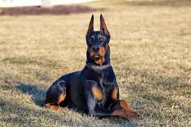 Image result for Dobera