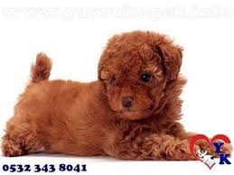 Toy Poodle Yavru 0532 343 8041 Toy Poodle Yavru Https Yavrukopek Info Toy Poodle Yavru 0532 343 804 Hypoallergenic Dog Breed Friendly Dog Breeds Dog Breeds