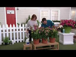 Here at cottage farms we are building a team to support the growth of the #business with our aim to be the 'best in class' when packing apples for. Cottage Farms 3 Piece Green Twister Coneflowers On Qvc Youtube