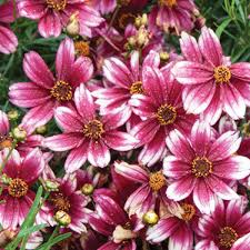 Pin On Best Garden Seeds