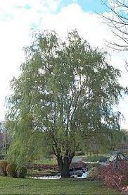 Maybe you would like to learn more about one of these? Salix Matsudana Wikipedia The Free Encyclopedia Fast Growing Shade Trees Fast Growing Trees Ornamental Trees