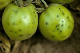 Image result for tomato seedling pseudomonas syringae pv tomato symptoms