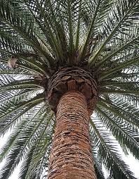 Image result for Phoenix canariensis