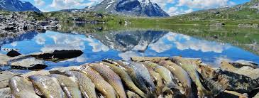 Juli og fram til 15. Tips Til Fisketurar I Skjak Liste Outdooractive Com