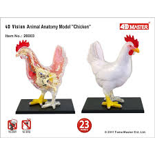 Your email address will not be published. 4d Chicken Intelligence Assembling Toy Animal Organ Anatomy Model Medical Teaching Diy Popular Science Appliances Medical Science Aliexpress