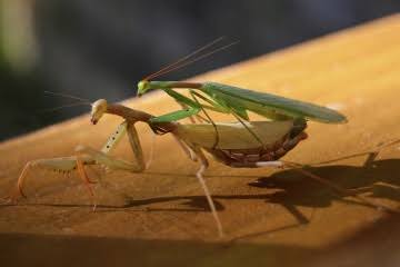 Mga resulta ng larawan para sa Mantis religiosa couple brown male and green female"