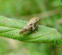 One way to rid your garden of spittlebugs is to remove them by hand or spray them with a hose. 7 Tips On How To Get Rid Of Spittlebugs Organically Naturally On Plants Garden Ambition
