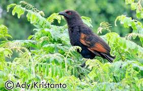 Suara burung betina berisi suara burung kicau betina yang berkualitas untuk pancingan burung muda, terapi macet bunyi dan pikat burung kicau jantan. Burung Bubut Jawa Yang Makin Langka Om Kicau