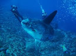 Mimi rogers has an embarrassingly marginal role as ray's wife. Borderline Sexual Harassment Reviews Photos Bali Diving Tripadvisor