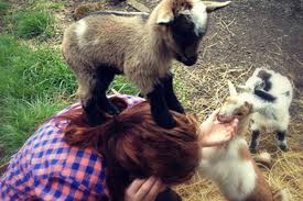 This video was made by a nurse, so you can trust that it's a. The Terrible Truth About Adorable Baby Goats