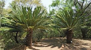 Image result for Encephalartos