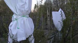 After that, spray every two weeks to keep. Protecting Early Tree Blossoms From Frost Youtube