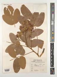 Image result for Isoberlinia