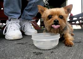 Month of august 1:00pm sessions. Spca Small Dogs Online Shopping