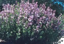 Image result for Syncolostemon