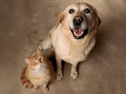 Check spelling or type a new query. How To Introduce A Dog To A Cat