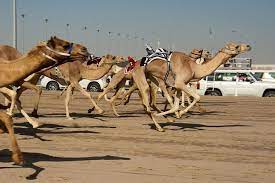 Camel racing in stock footage at 25fps. Shahania Camel Race Track Tour 2021 Doha