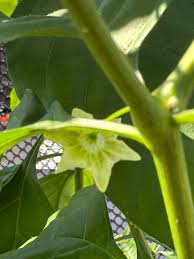 Image result for Eriospermum flexuosum