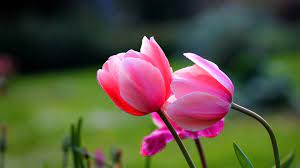 Beautiful cute wallpaper hd flowers. Cute Flower Wallpapers Top Free Cute Flower Backgrounds Wallpaperaccess
