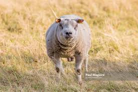 142 free vector graphics of male animal. Photo For Sale Ram Face Of A Male Sheep Head On Paul Maguire