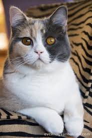 van kedisi kediler 2020 evcil hayvan bakimi beyaz kedi yavru kedi kedi evcil hayvanlar yavru kediler