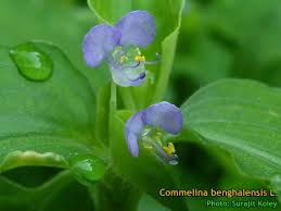 Image result for Commelina latifolia
