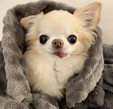 Cute Tongue Chihuahua Puppies Baby Dogs Cute Baby Dogs