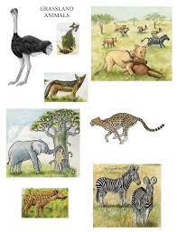 Pictures Of Grassland Animals And Plants Google Search Habitats Projects Animals African Savanna Animals