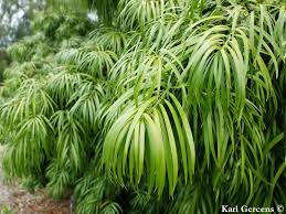 Image result for Afrocarpus usambarensis
