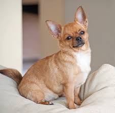 Allo stesso modo dei cani di piccola taglia, non è detto che un cane grosso non sia adatto a vivere in appartamento. Cani Da Appartamento Quali Razze Scegliere