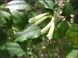 Image result for Halleria lucida