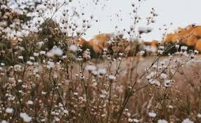 47 Trendy Flowers Aesthetic Brown Wild Photography Nature Photography Spring Aesthetic Find & download free graphic resources for flower background. 47 trendy flowers aesthetic brown