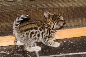 Buy and sell savannahs kittens & cats uk with freeads classifieds. How Much Does Savannah Cat Cost Howmuchisit Org